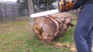 Chain saw Partner 351 VS 1 meter Trunk.  Guide 20 
