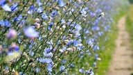 Wild cichory Wegwarte wilde cichorei Cichorium Intybus