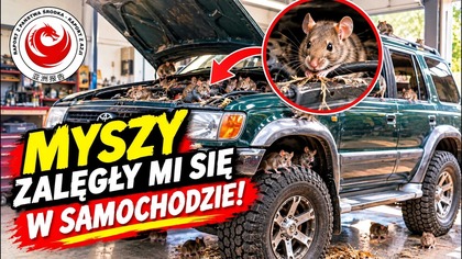 Myszy zaległy mi sie w samochodzie.  MASAKRA