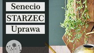Ciekawa roślina- STARZEC (Senecio), Sznur pereł - uprawa, pielęgnacja, rozmnażanie, wymagania