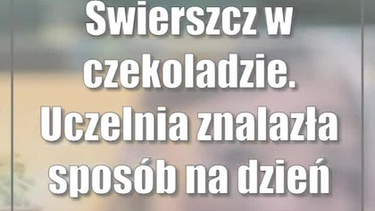 Świerszcz w czekoladzie.  Uczelnia znalazła sposób na dzień otwarty