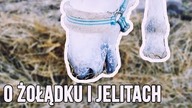 KOŃSKIE KISZKI
