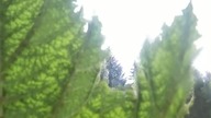 Arboretum Lądek-Zdrój #shorts #nature #botanical #garden Gunnera Brazylijsaka #shorts #shortsvideo