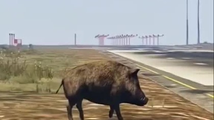 dzik na lotnisku #music #motywacja #trueman #dance #życie #automobile #sad #song #muzyka #wildlife