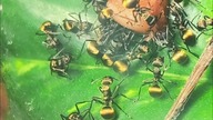 moje mrówki na kurczaku hodowane  #hodowla #ants #terrarium #dives #garden #mrówki