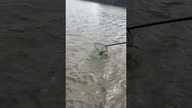Jesiotr nie mieści się do podbieraka #wędkarstwo #ryba #ryby #jesiotr #sturgeon #fishing