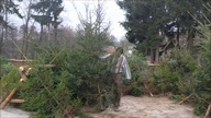 Wybór choinki w Nadleśnictwie Kłodawa