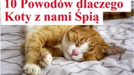 10 Powod&oacute;w dlaczego Koty z nami Śpią