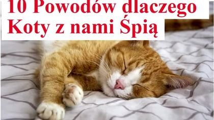 10 Powod&oacute;w dlaczego Koty z nami Śpią