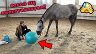 PRAWIE PRZESTRASZYŁAM PUNTĘ NA ŚMIERĆ! 