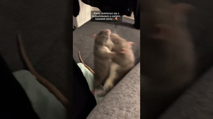 Takie tam, między rodzeństwem #zabawne #szczury #komedia #humor #śmieszne #pizza #sprzeczka #haha