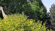 Zoo Warszawa - żyrafy 