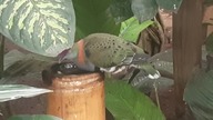 Fruit Dove (P.  superbus) Owocożer 