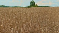 Letnie pole zboża po południu &mdash; ciepły wiatr w kłosach (relaks)