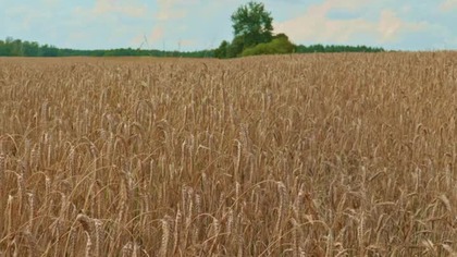 Summer Wheat Field  Warm Wind Through Grain