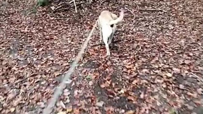 Leśny Rubik Przedpucharowy! Spacer z psem i dyskusje o piłce i życiu! Q&A! Wędrówka pod Koszalinem!