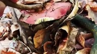 Dangerous mushrooms  DO NOT EAT