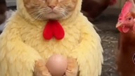 kura i kot #funny #animals #comedy #prawda #funnyanimals