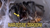 KARMIENIE i ogarnianie hodowli #5 Pająk wygra zawsze...
