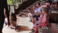 JAK CHODZI LEW MORSKI? | WIELBŁĄD PORWAŁ KAPELUSZ | OASIS PARK | FUERTEVENTURA | DLM