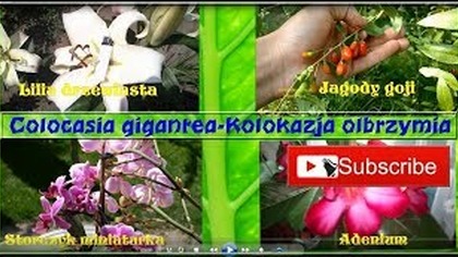 Odc. 418-Colocasia gigantea-Kolokazja olbrzymia uprawa,podlewanie,porady.