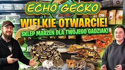 2424.  Pomagamy Otworzyć Sklep Czyli EchoGecko Terrarystyka Pełną Parą!