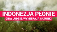 Największa katastrofa ekologiczna XXI wieku: giną ludzie, wymierają gatunki