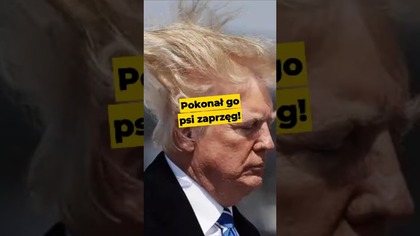 Psi zaprzęg pokonał Trumpa! #Trump #USA #Dania #Europa #polityka