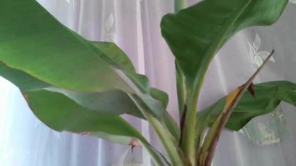 8 Bananowiec Dwarf Cavendish musa acuminata banana