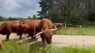 Szybka zmiana kwatery #Baśki #szkockiekrowy #highlandcattle #pawelfarmer