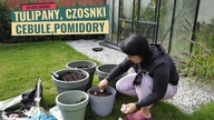 Jakie pomidory sprawdziły się w tym sezonie? Zakup nowych nasion.  Sadzimy tulipany.