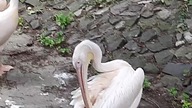 Pelecanus onocrotalus colony preeing #WarsawZoo #ZooWarszawa