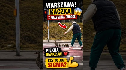 Kaczka z małymi na drodze  Piękny gest kierowcy! Czy to już sigma? #shorts
