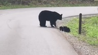 UWAGA NIEDŹWIEDZIE NA DRODZE