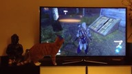 Assassin i kot