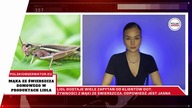 Mąka ze świerszcza w produktach z Lidla.  Doniesienia z Niemiec