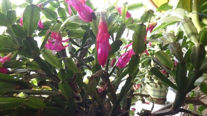 Schlumbergera w pełnej krasie