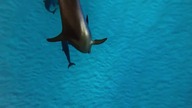 0981 Zwierzęta z Bliska Animal S02E04 Delfiny 720p - CDA