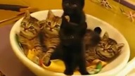 Kocia synchronizacja