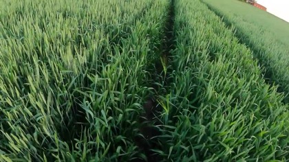 Jak zobaczyłem to pole to się przeraziłem! T3 w Skagenie i olbrzymi problem