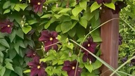 Clematis ROMANTICA #clematisy