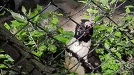 African Penguins at the zoo  Spheniscus demersus