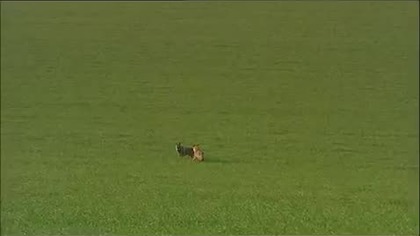 Dolina Wilków film Dokumentalny Lektor PL