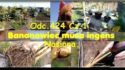 Odc. 424 Cz. 1- Gigantyczny bananowiec ! Nasiona musa ingens-