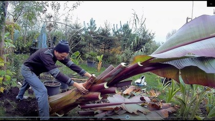 Odc-792. Cz nr 1-Wykopywanie ponad 100 kg bananowca. Najgrubszy banan w ogrodzie ! Ensete. V. Maurelii