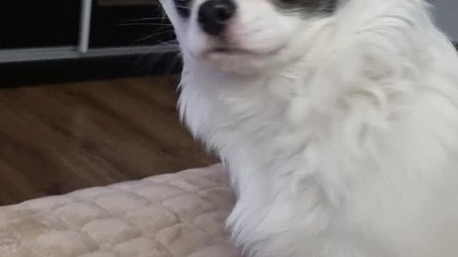 Chihuahua Luna Day 138