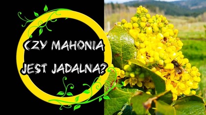 Czy mahonia jest jadalna? Tworzymy odmiany na owoc?