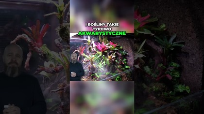 Jak dobrać rośliny.  Rośliny do akwapaludarium.