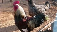 DJ Bewan - Chicken Techno