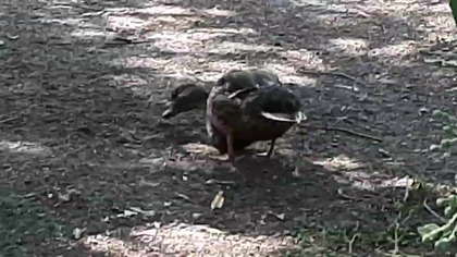 piękny kaczorek krzyżówki w barwach spoczynkowych, w tle para łabędzi czarnych. Zoo Warszawskie 